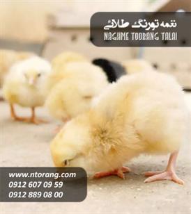 فروش جوجه گوشتی نیکو طیور